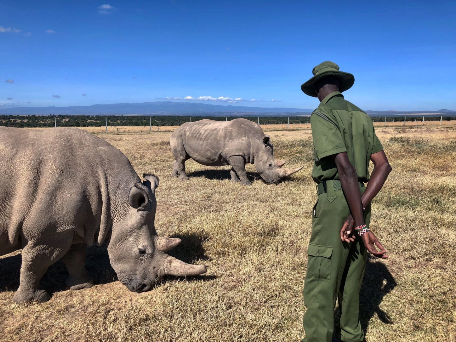 2 Days Ol Pejeta Safari from Nairobi