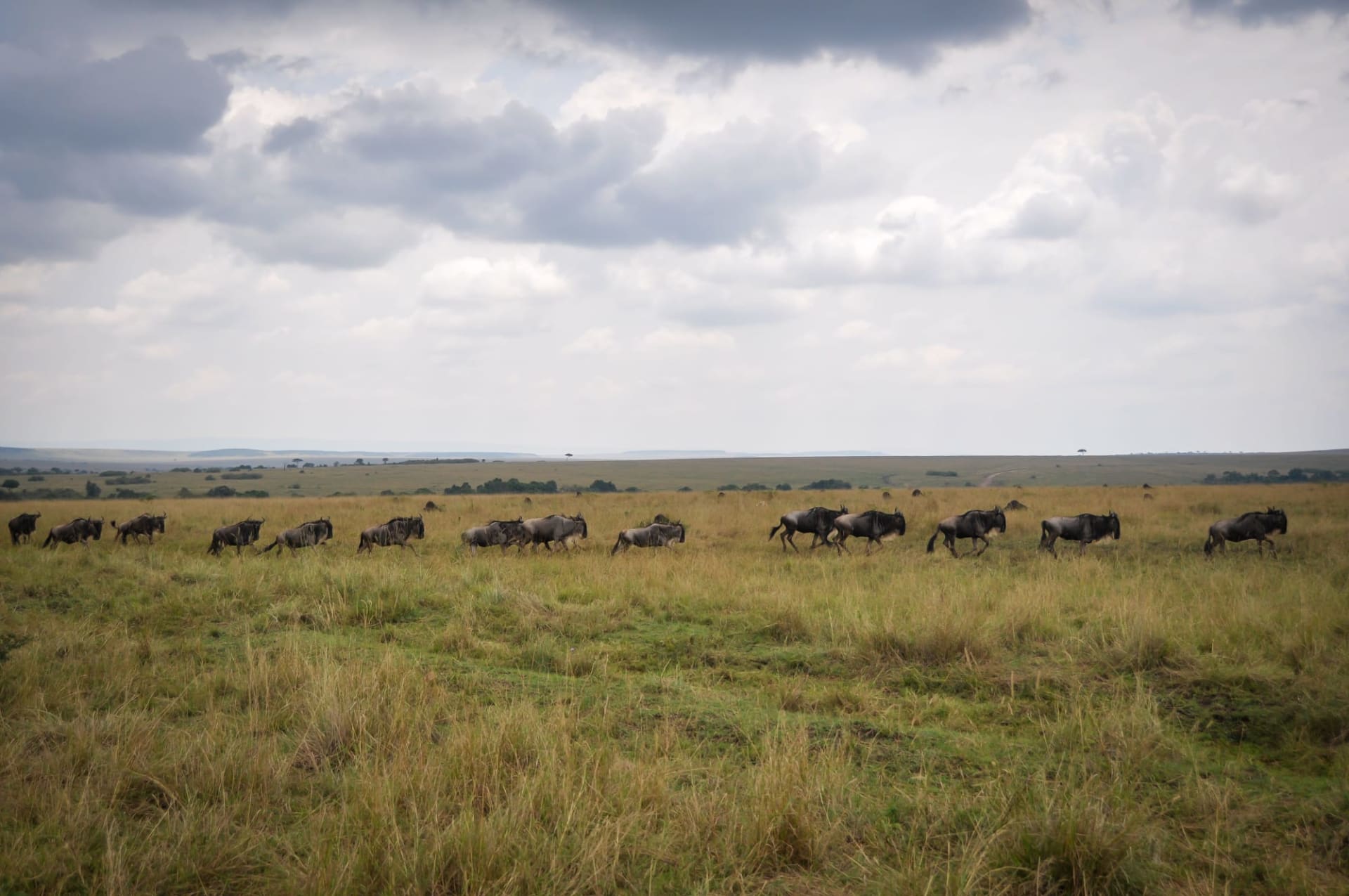 3 Days Masai Mara great wildebeest migration safari