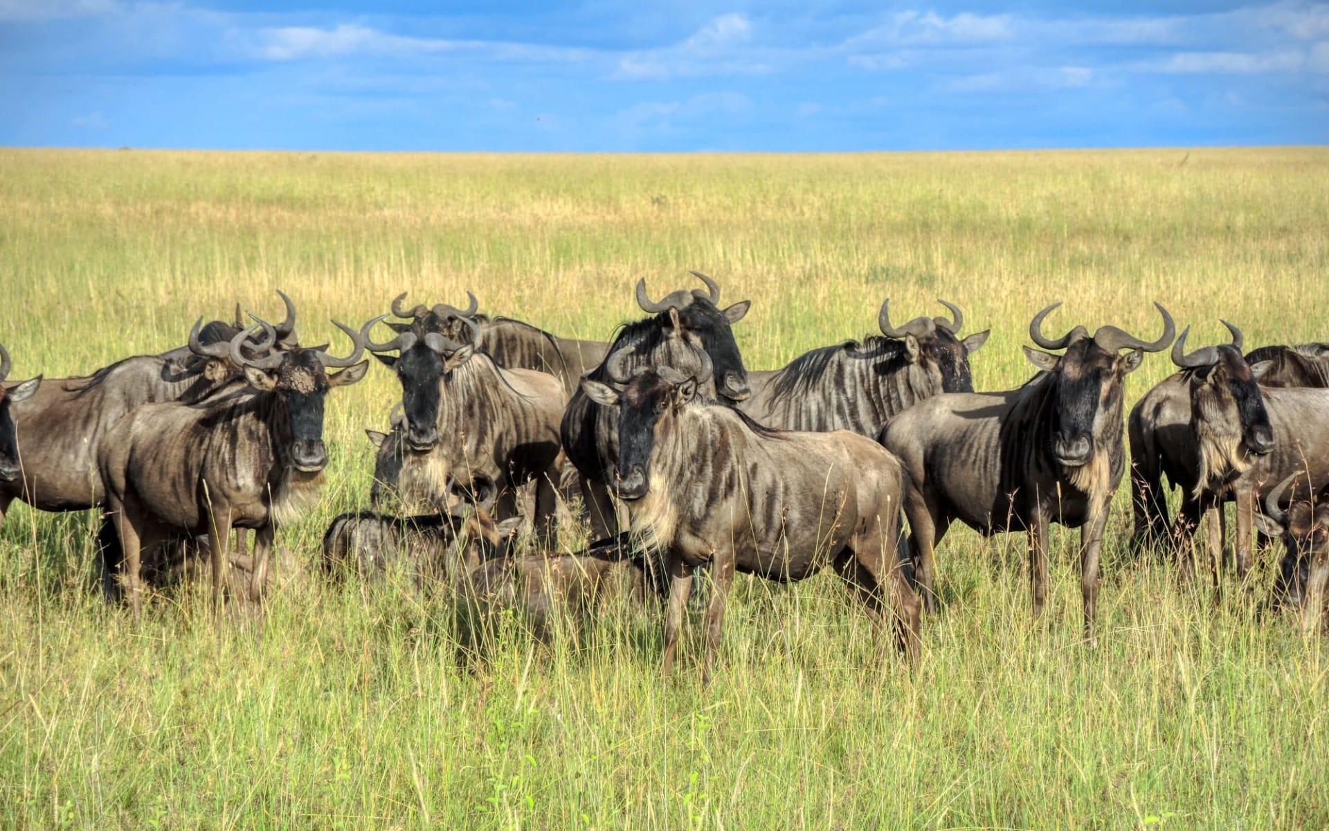 4 Days Lake Nakuru and Masai Mara Group Joining Safari