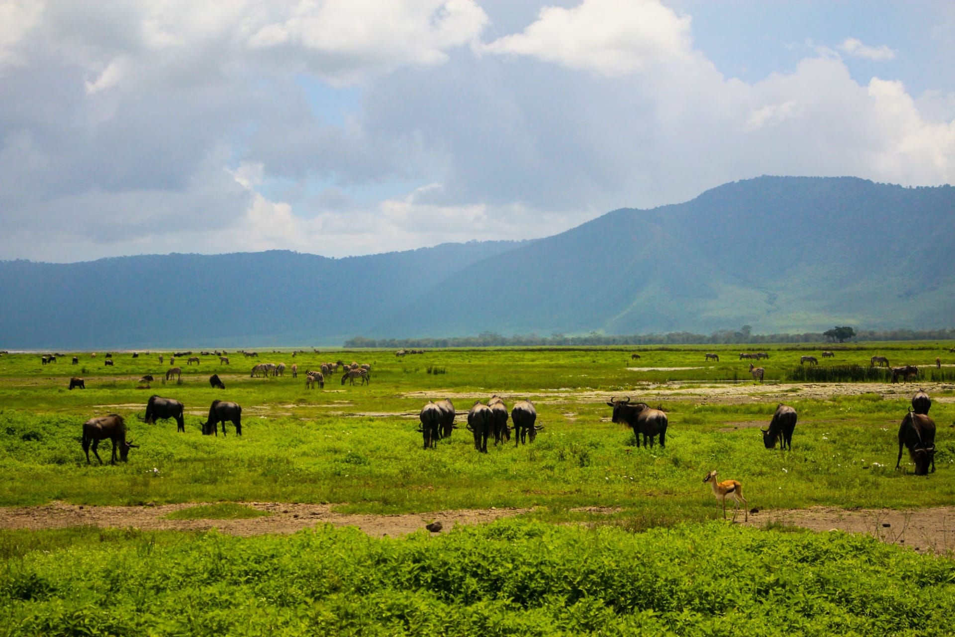5 Days Tanzania Camping Safari