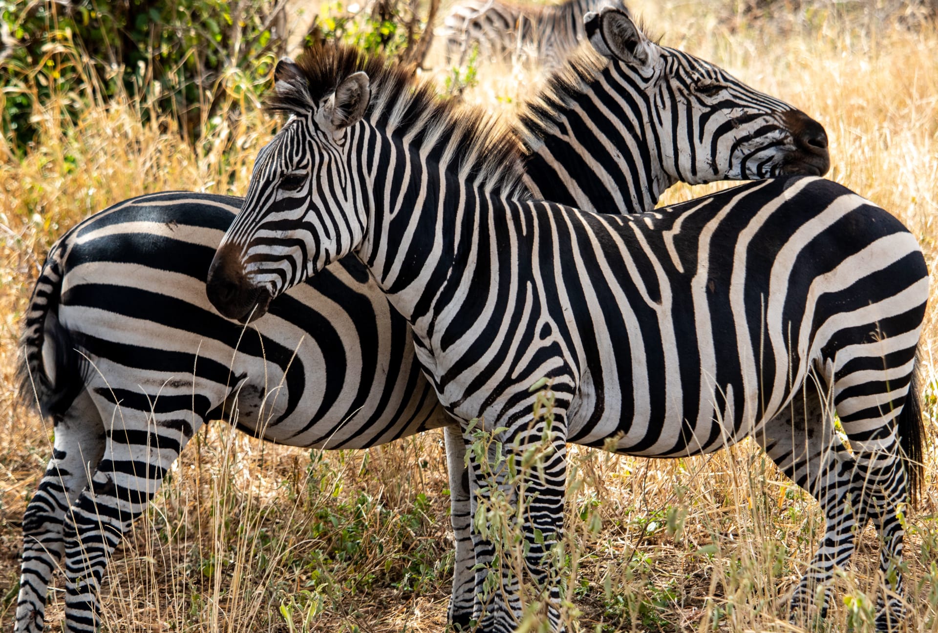 Photographer with a long lens framing wildlife from a safari vehicle