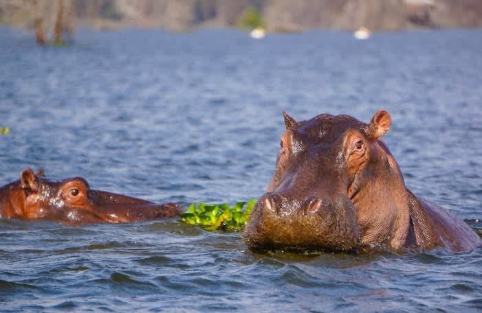 Lake Naivasha Day Trip from Nairobi | Crescent Island & Boat Safari