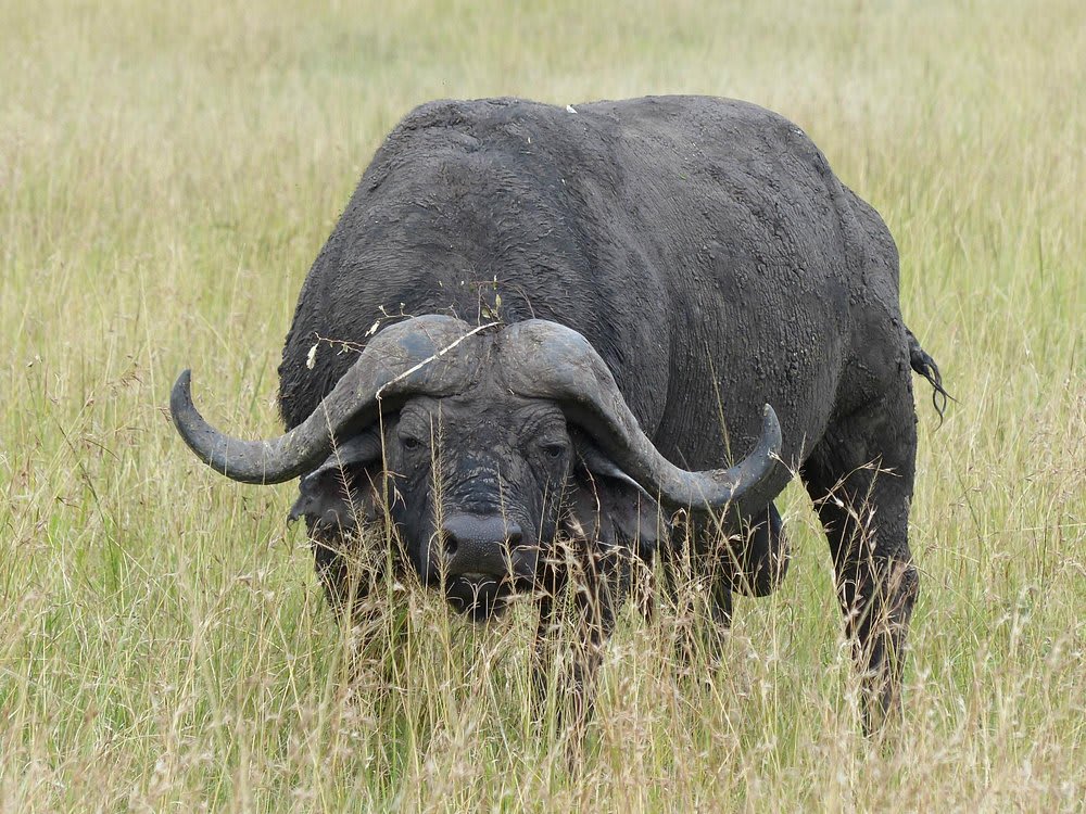 Lake Nakuru National Park Day Trip