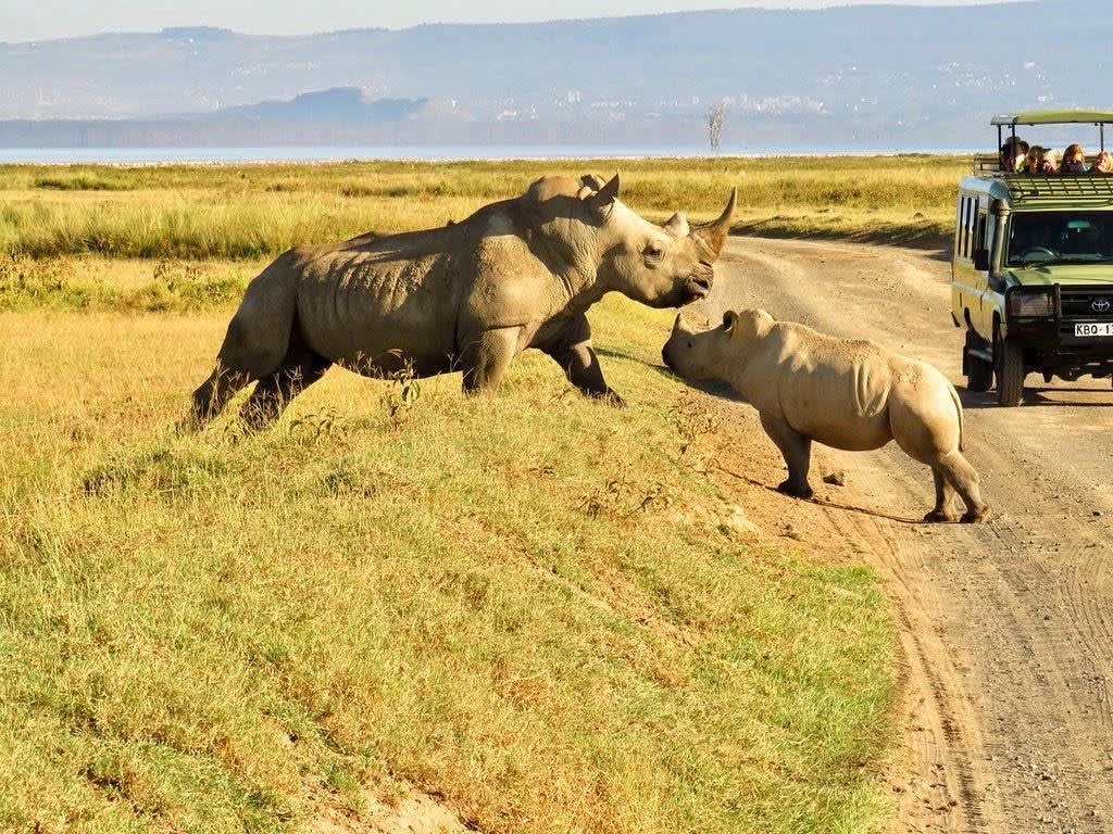 Nairobi National Park Half Day Tour & Sheldrick Elephant Orphanage