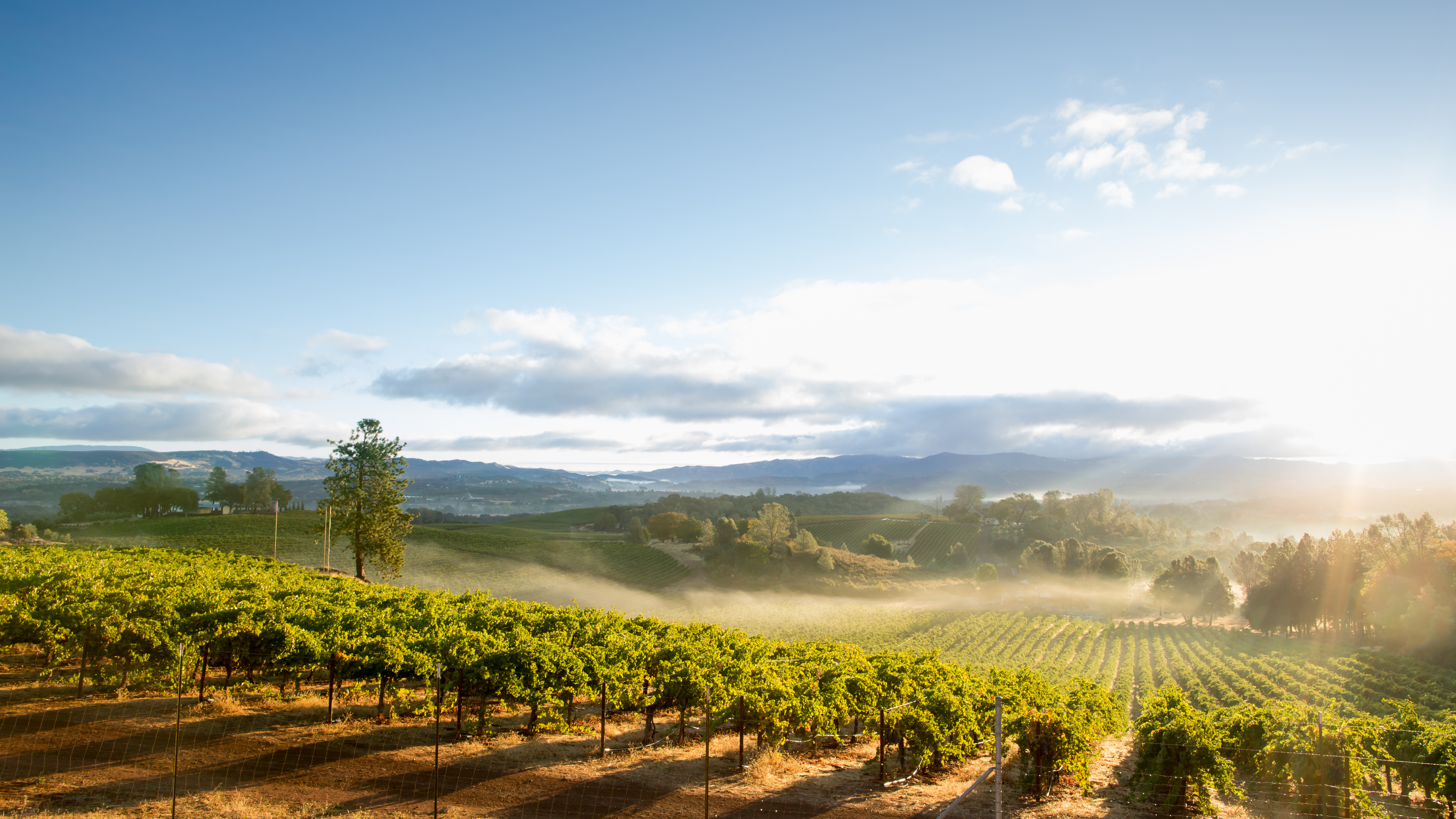 Wineries & Vineyards