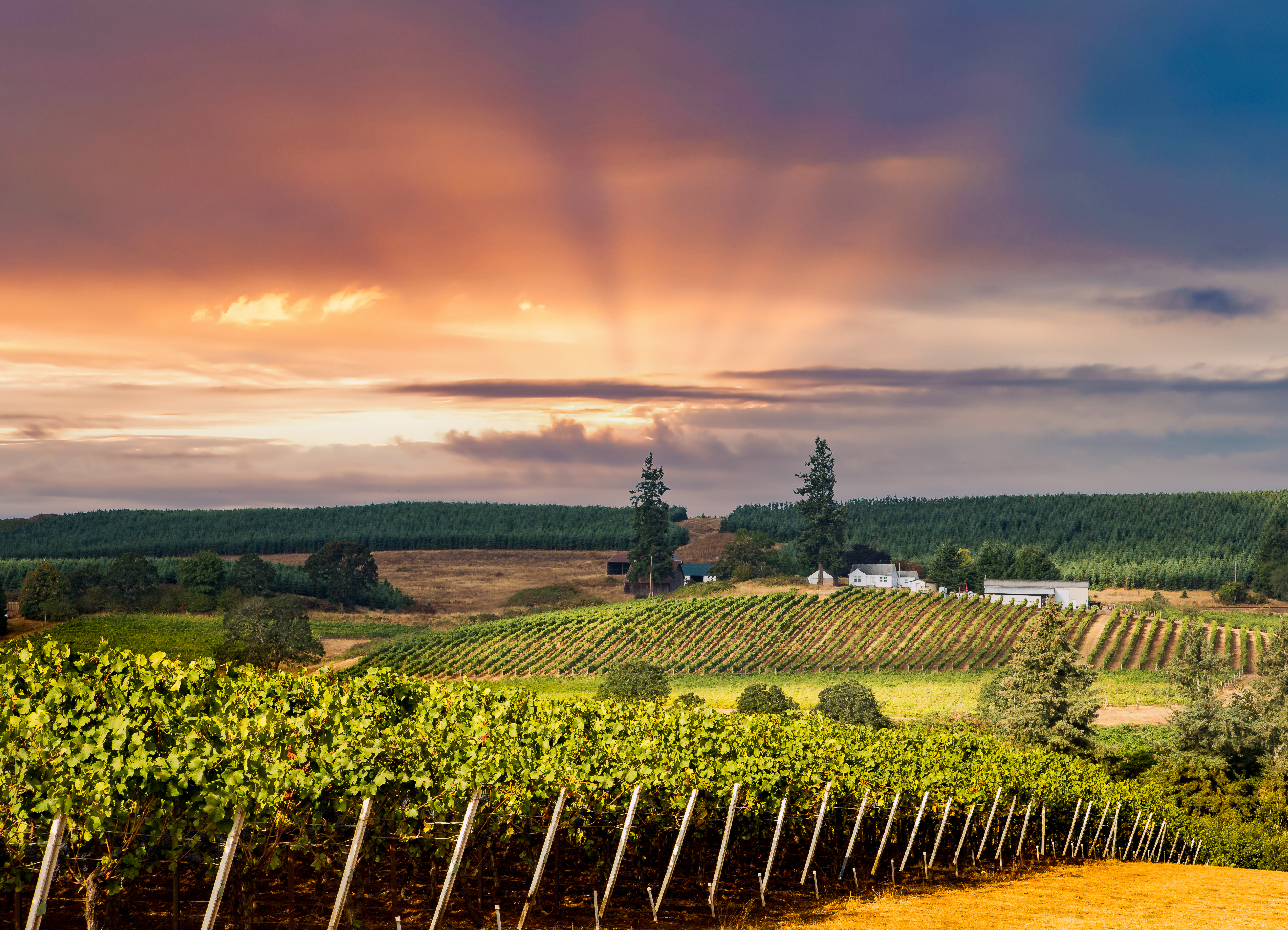 Financing Vineyard Properties in Oregon and California: How Use, Income, and Region Shape Your Loan Options