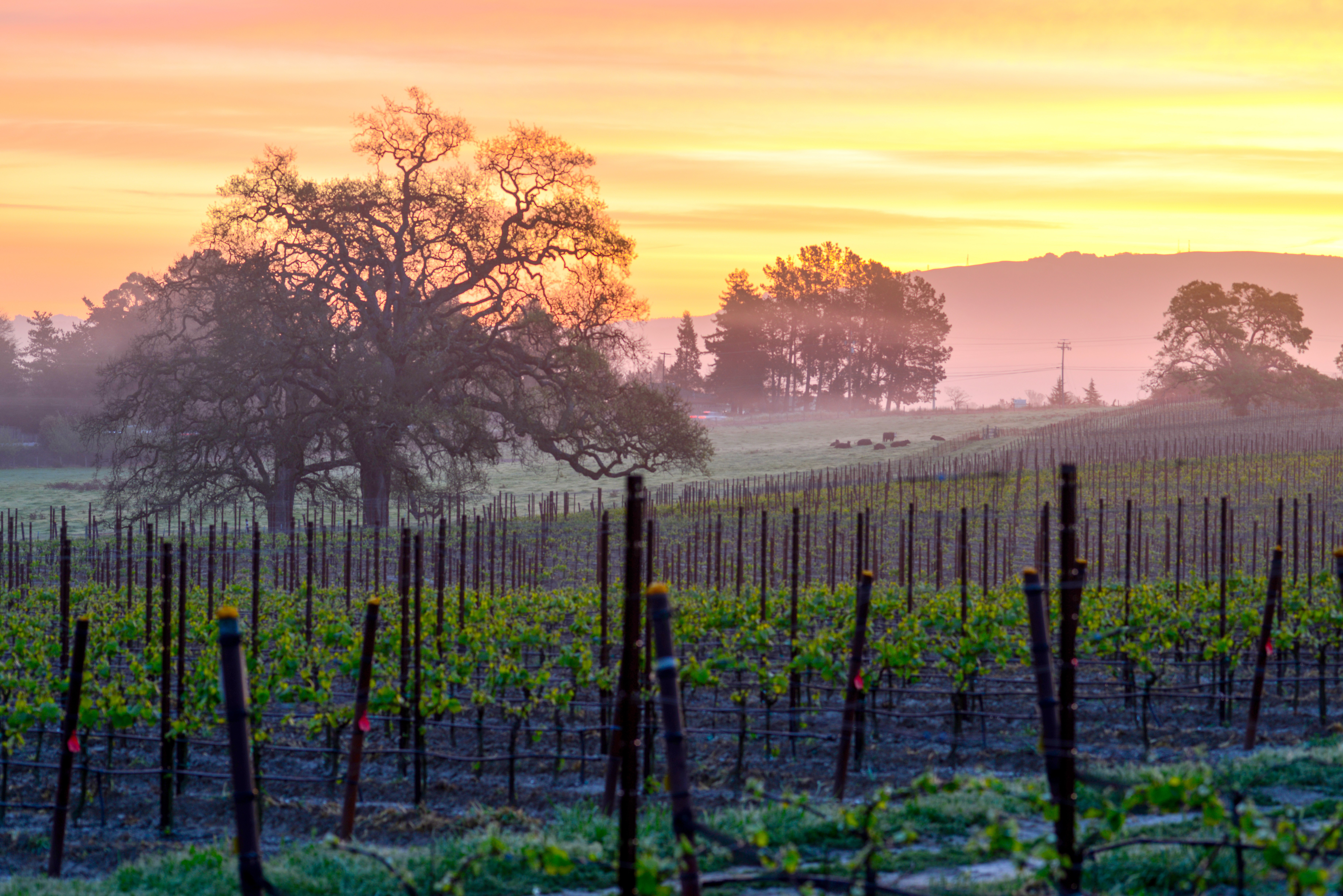 Sonoma wine country vineyard landscape