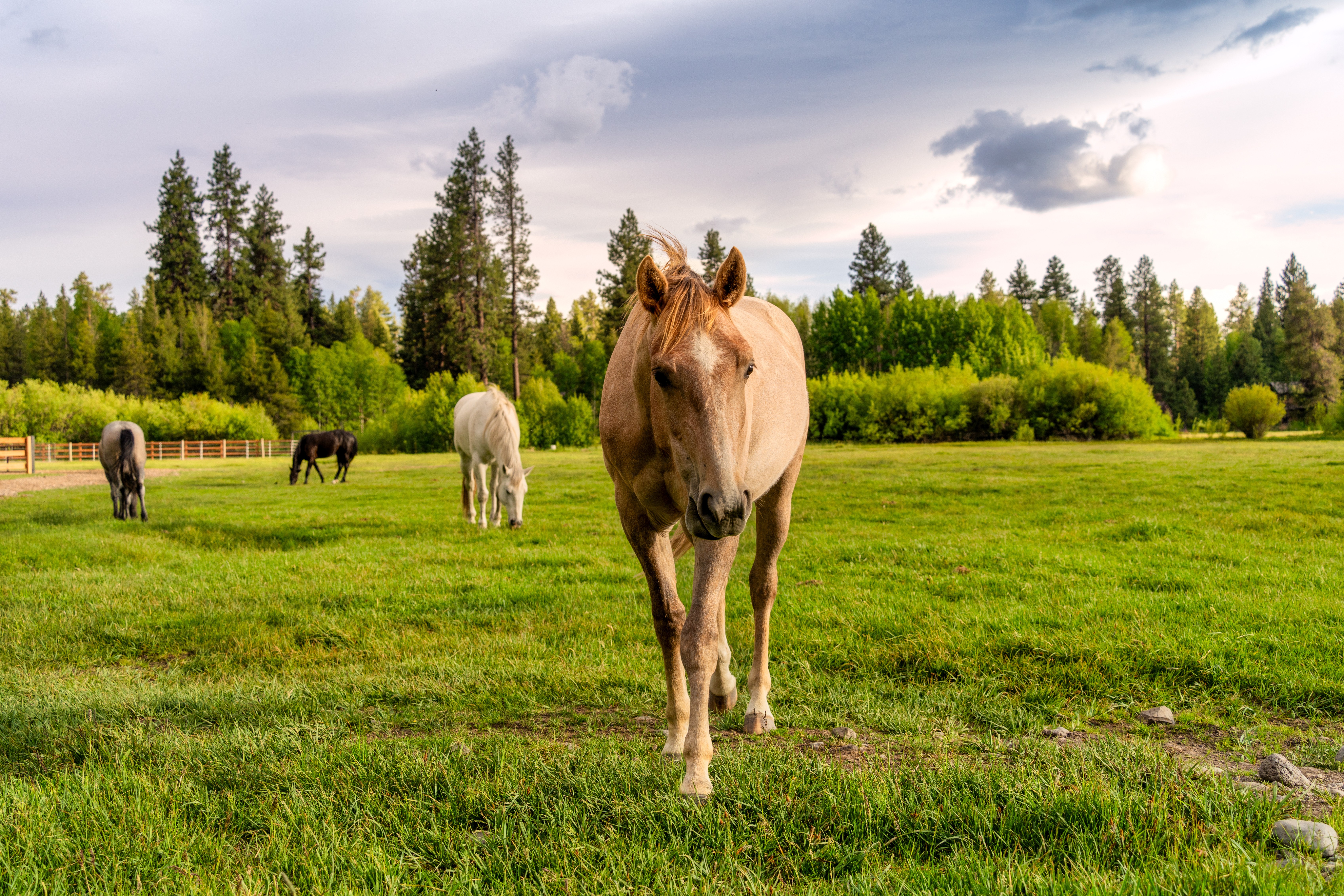 How to Buy a Horse Property in Lane County, Oregon: A Financing & Realtor Guide for Eugene, Springfield, and the Surrounding Valley