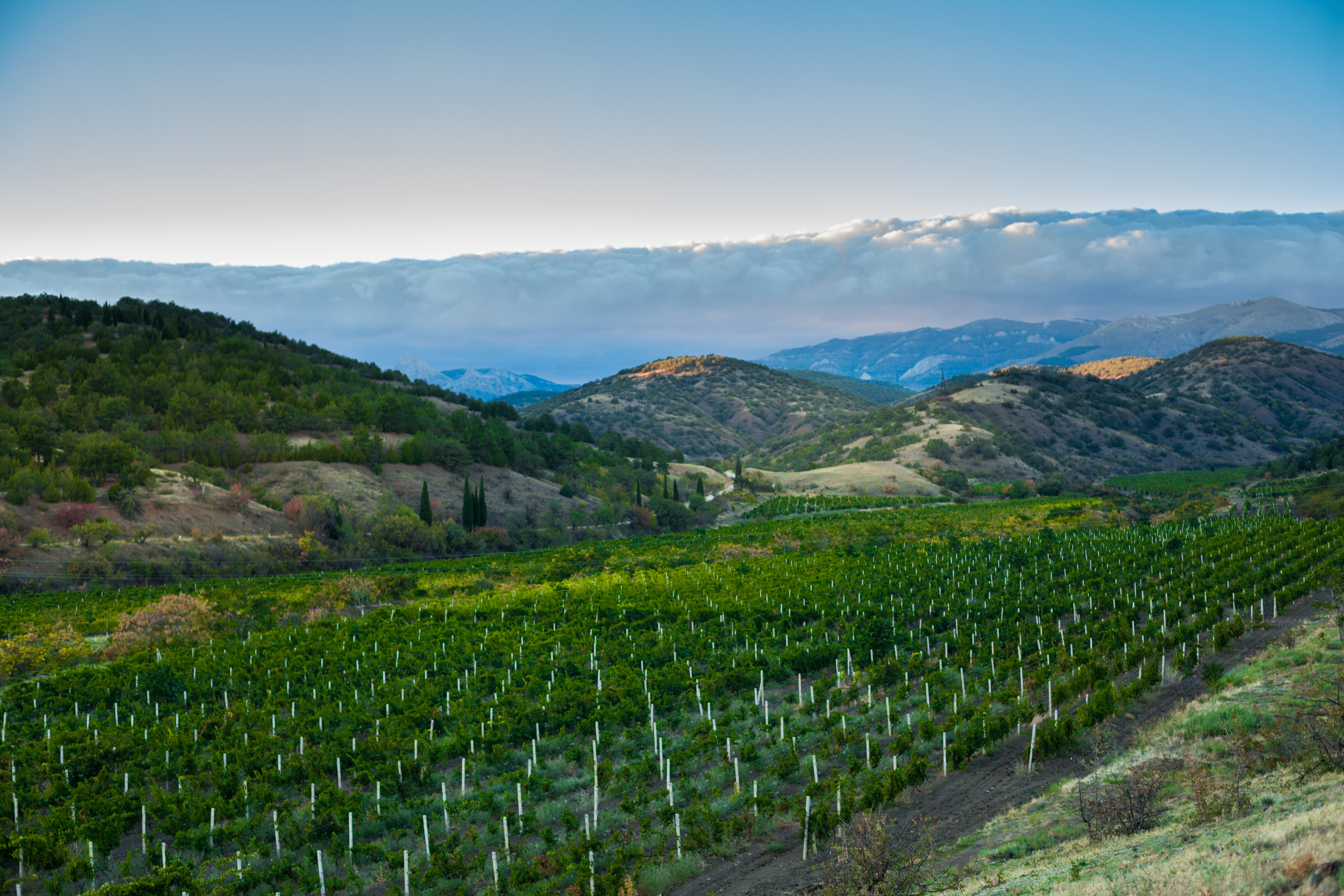 Financing a 30-Acre Vineyard Estate in Grass Valley, California: Conventional vs. Ranch Home Loans vs. Ag Loans on a $2.29M Nevada County Wine Property