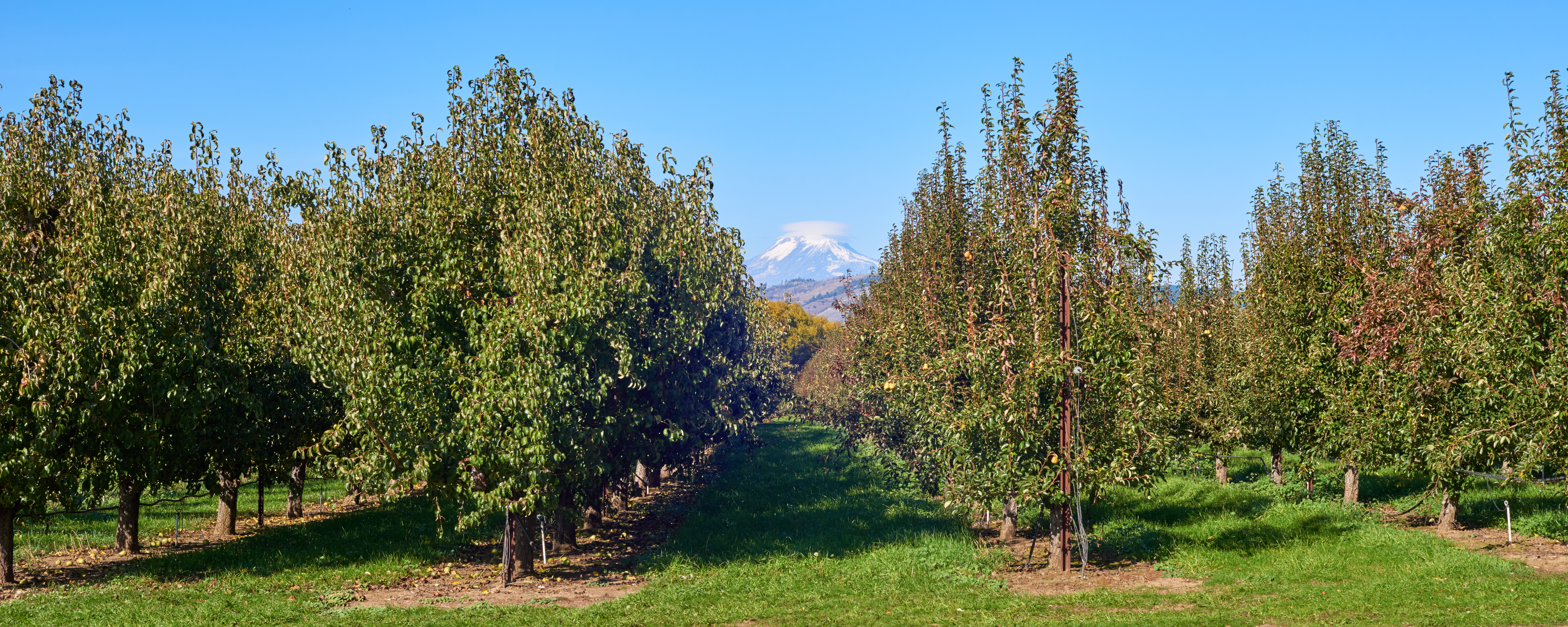 Breaking the Refinance Cycle: A 30-Year Fixed Ag Loan for a Hood River Orchard