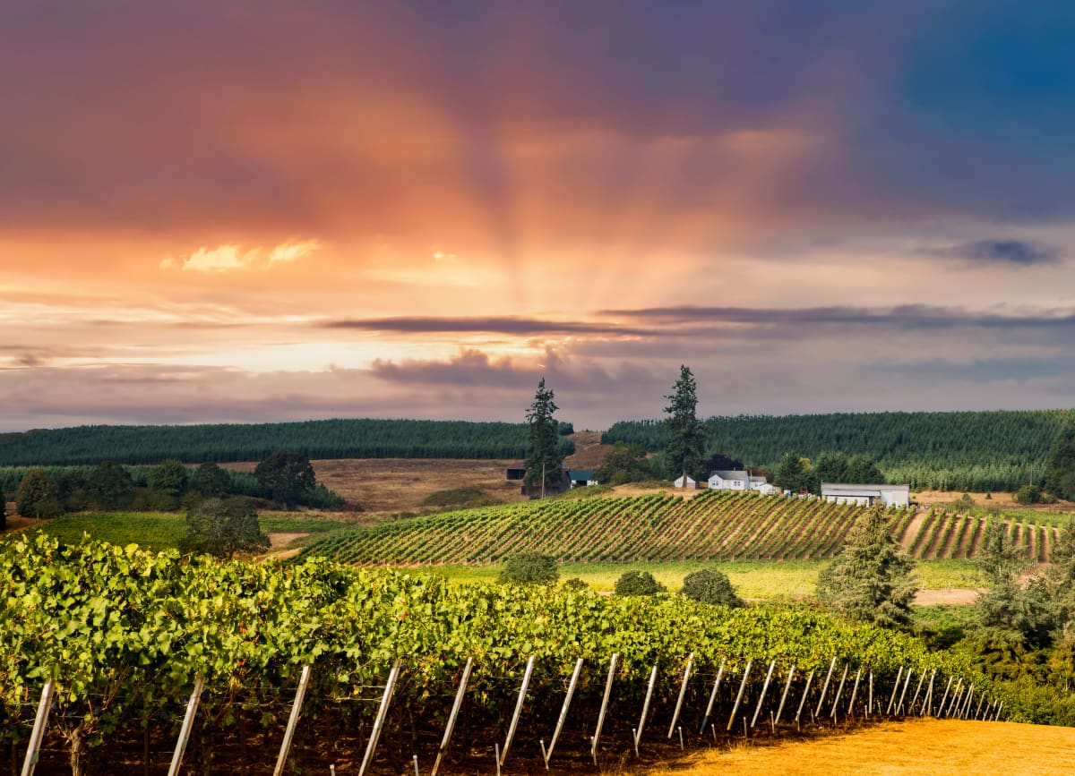 Financing Vineyard Properties in Oregon and California: How Use, Income, and Region Shape Your Loan Options