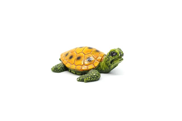 How will placing of a tortoise help in prospering?