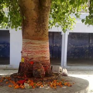 Amavasya Peepal Puja