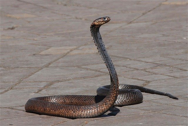 Meaning of snake in dreams in Hinduism