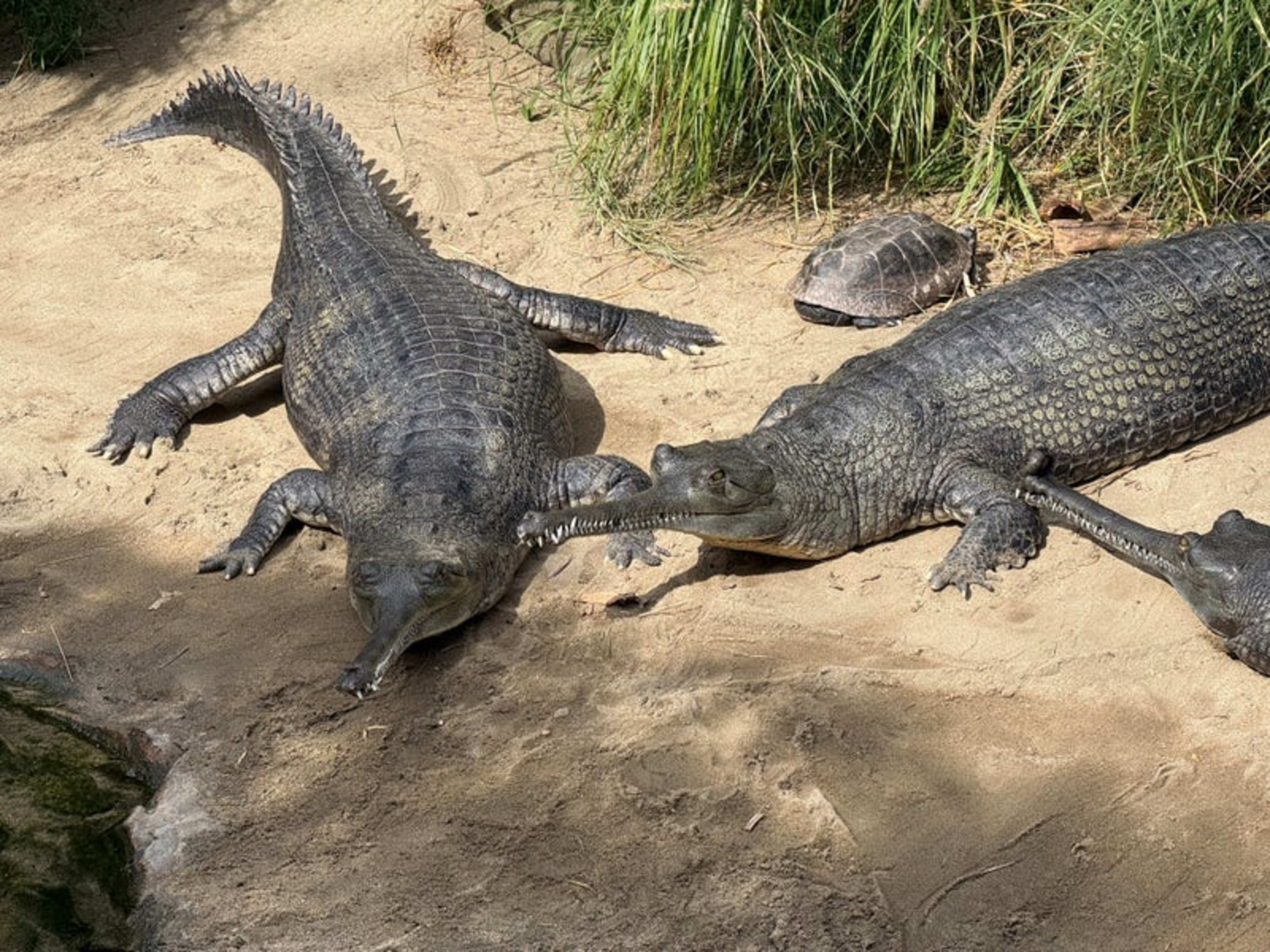 San Diego Zoo - Foursquare 3