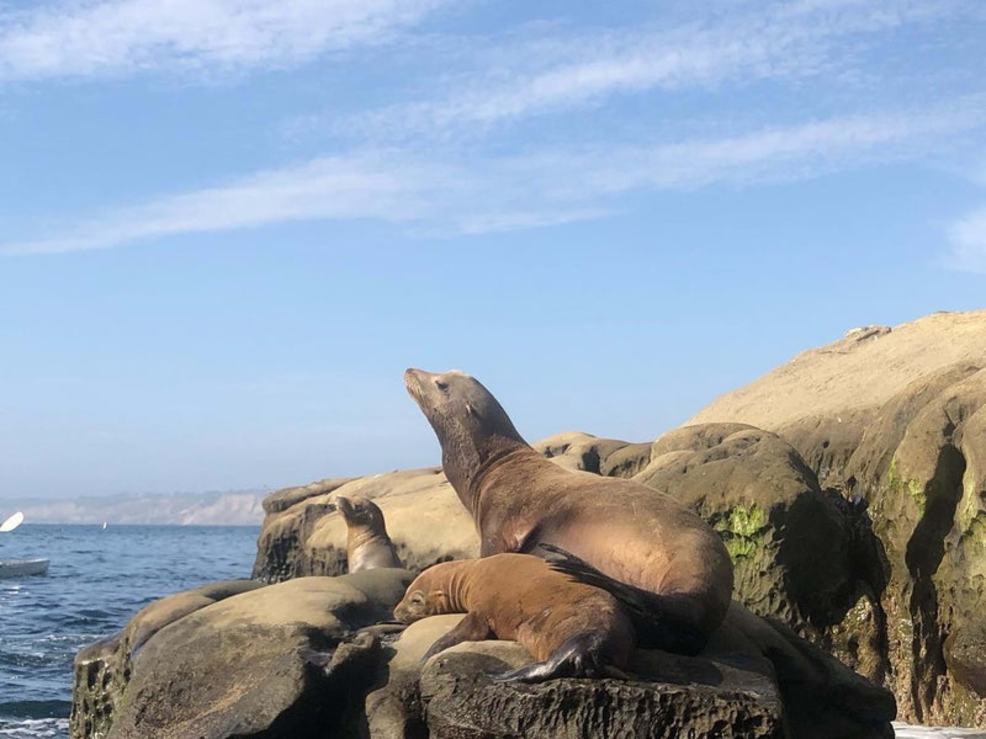 La Jolla Kayak - Foursquare 5