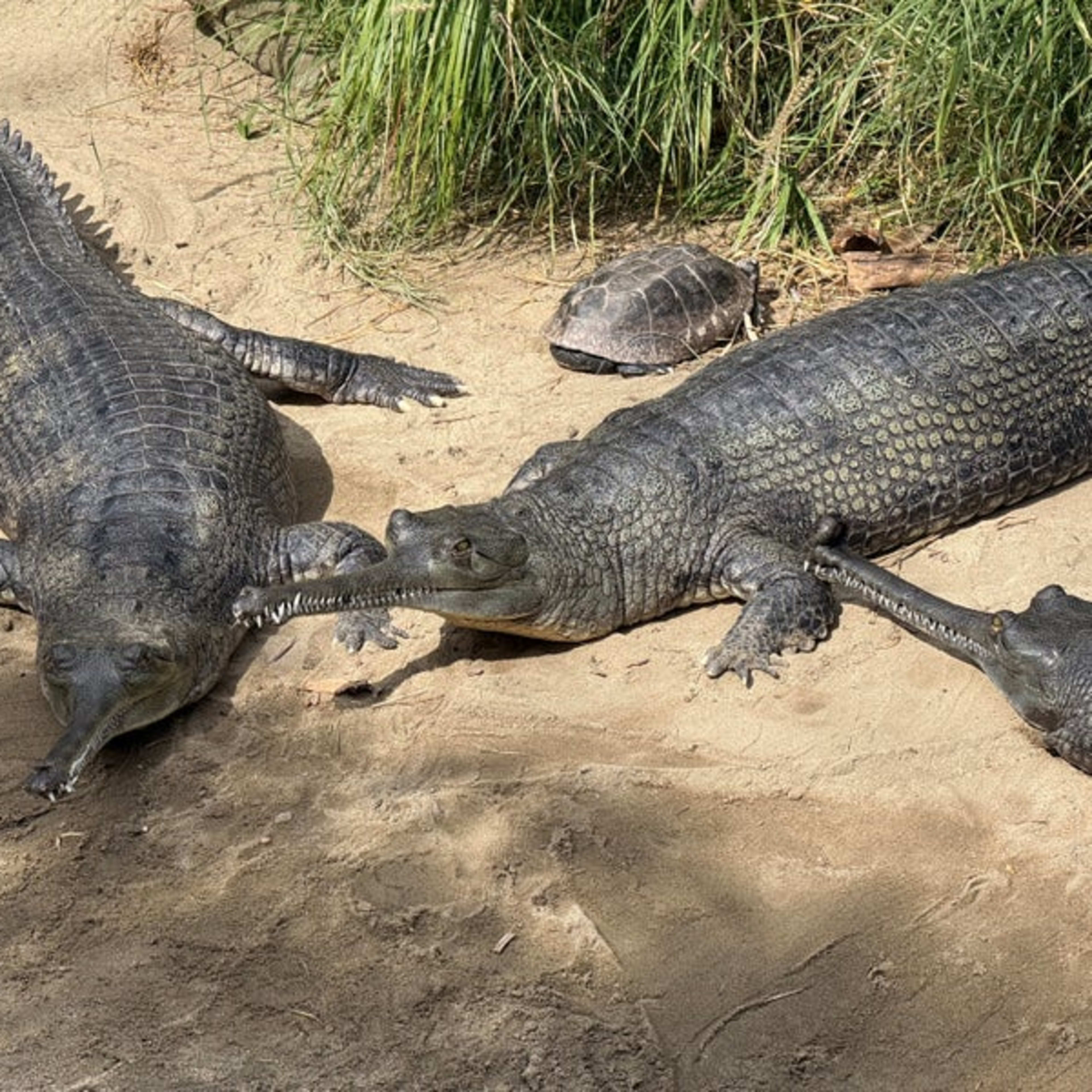 San Diego Zoo - Foursquare 3