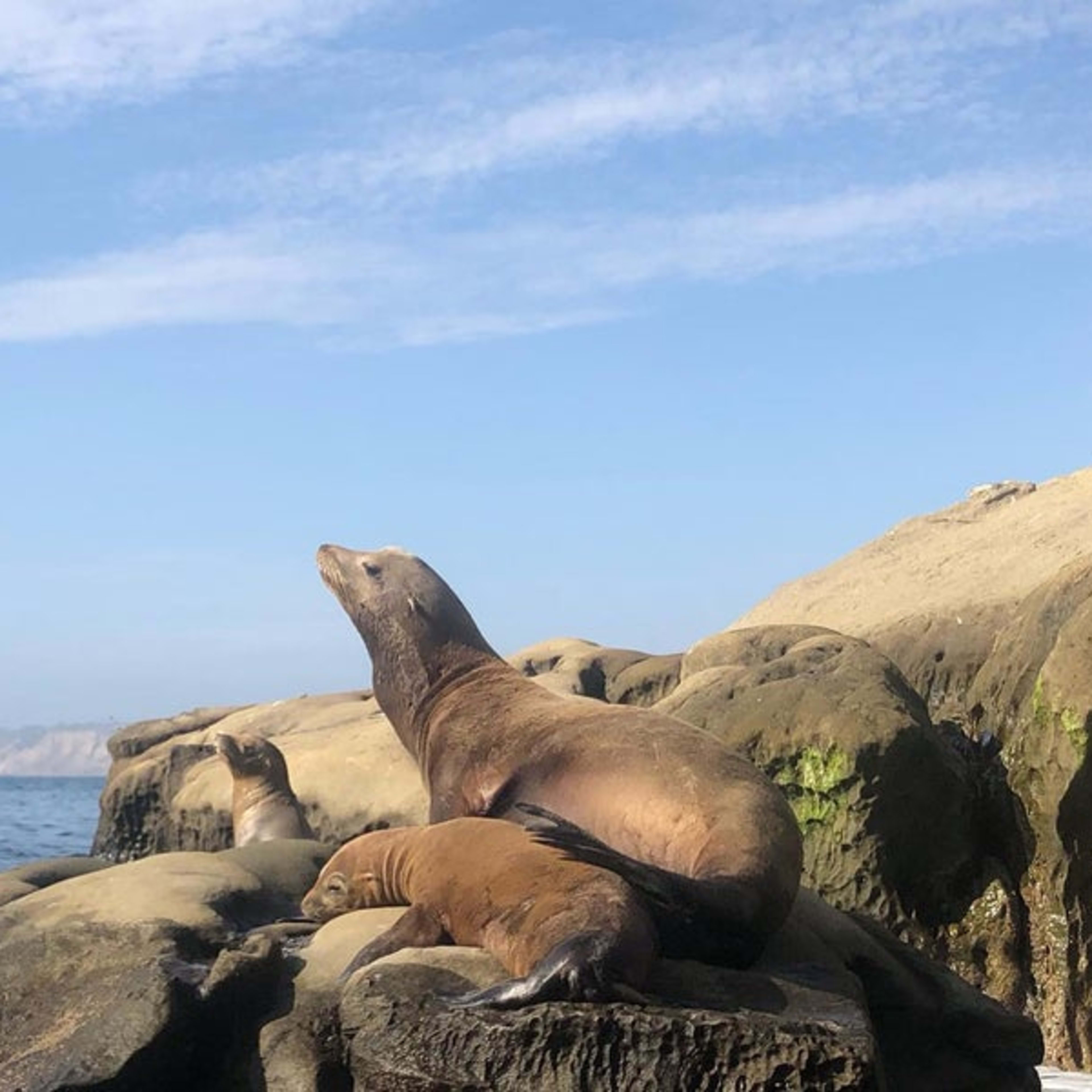 La Jolla Kayak - Foursquare 5