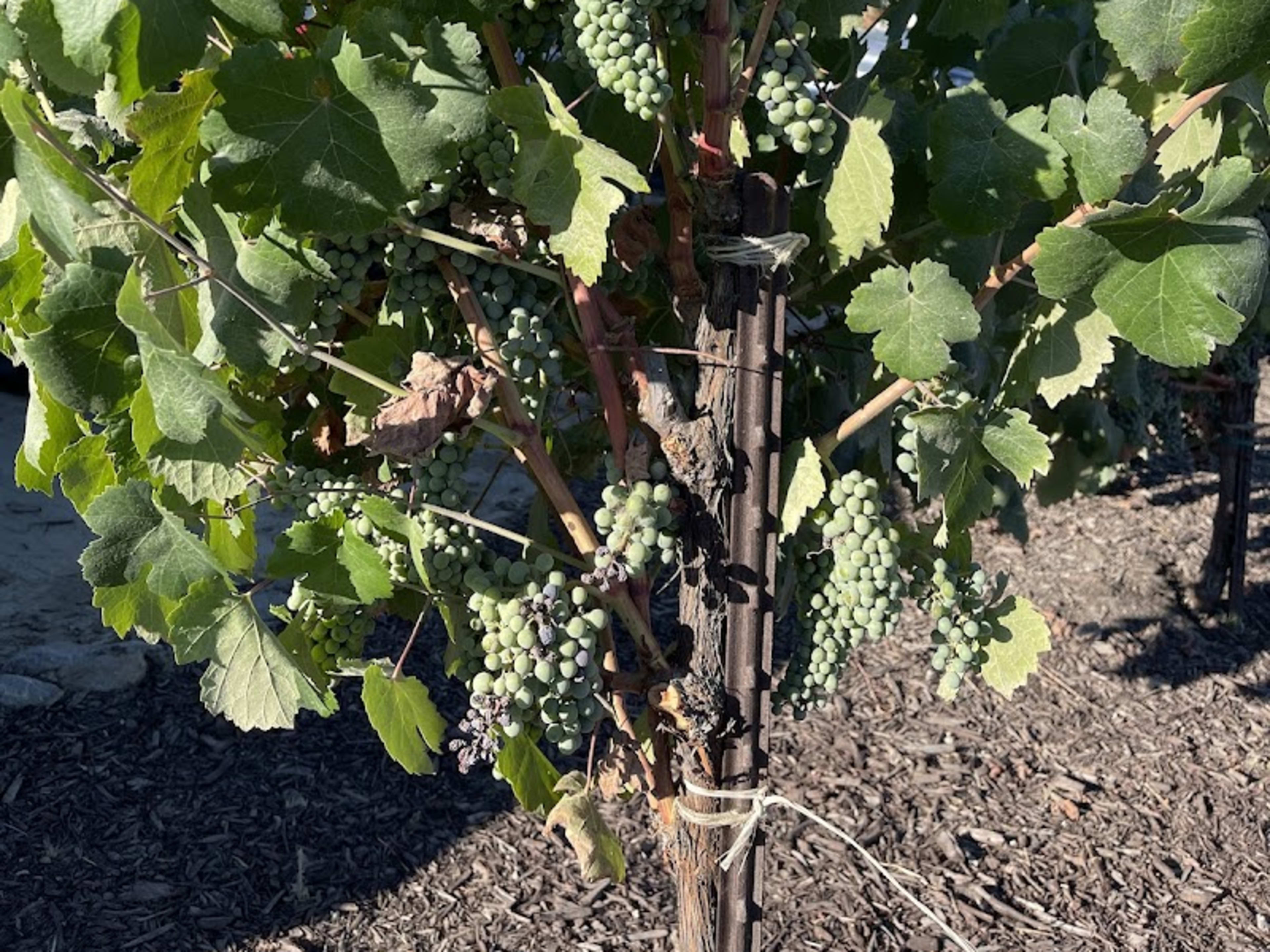 Europa Village - Photo 8