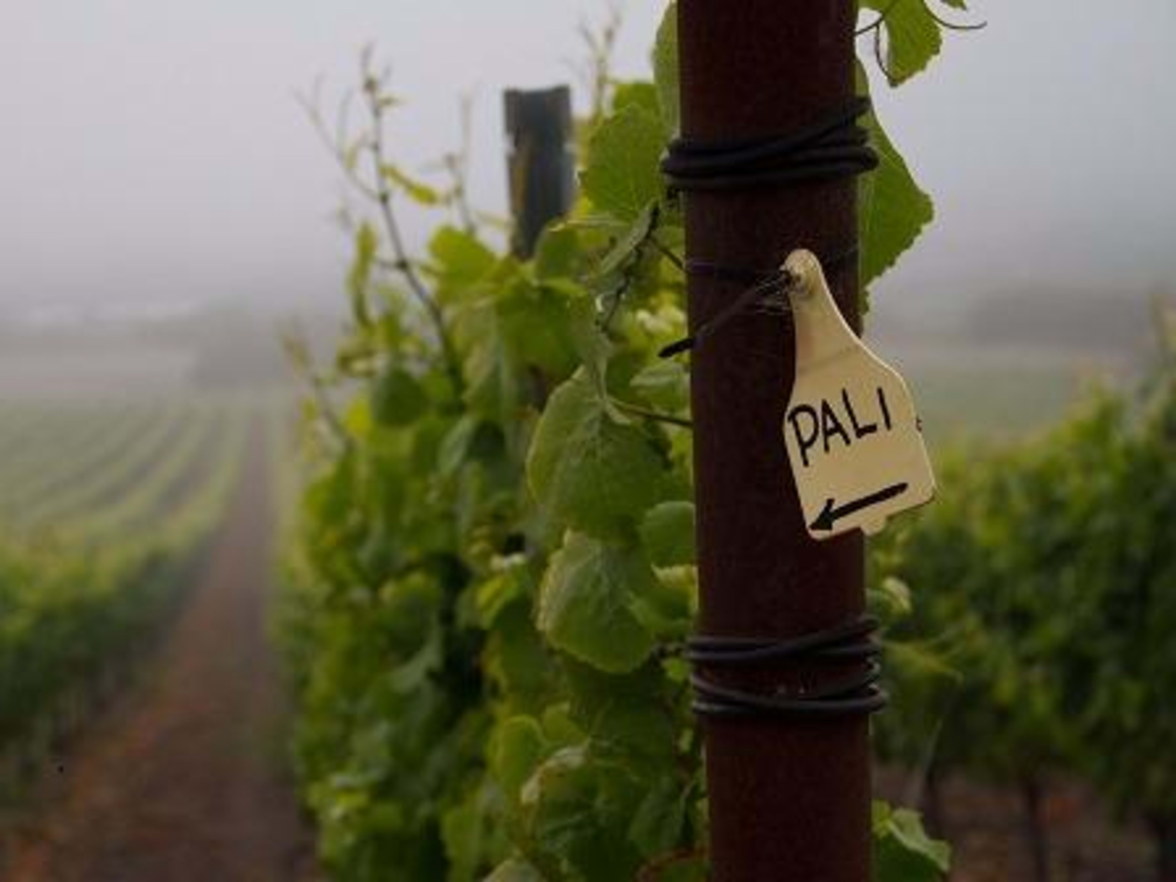 pali wine co - Photo 1