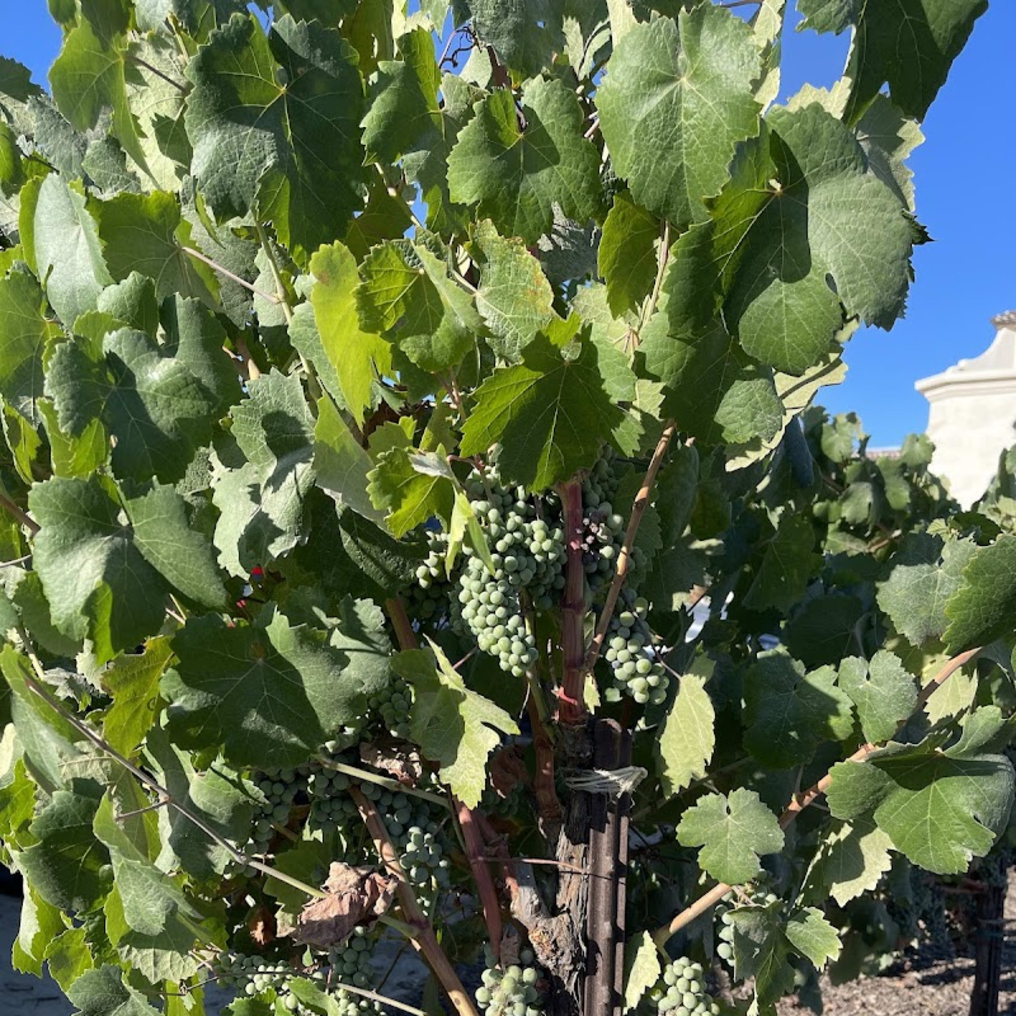 Europa Village - Photo 8