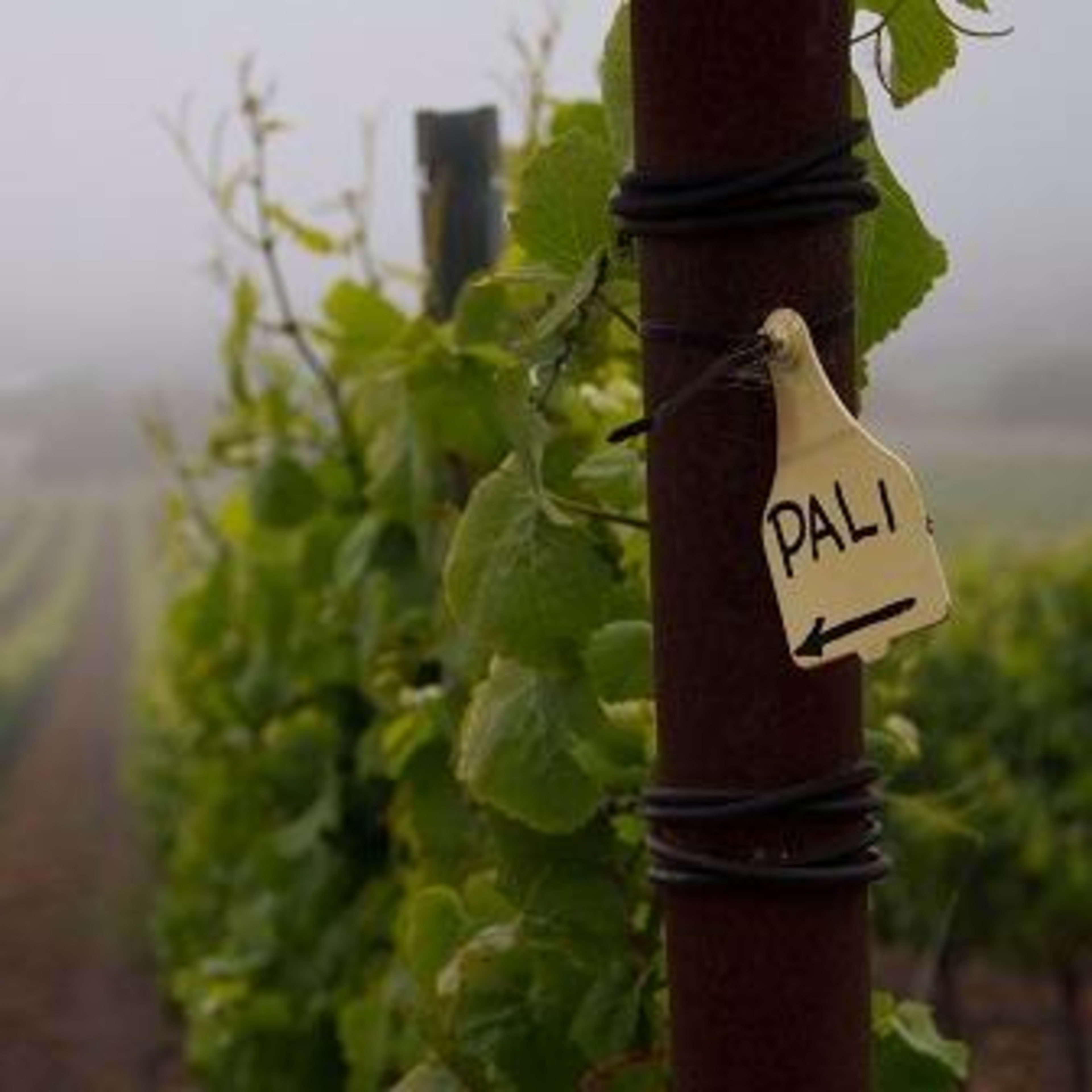 pali wine co - Photo 1