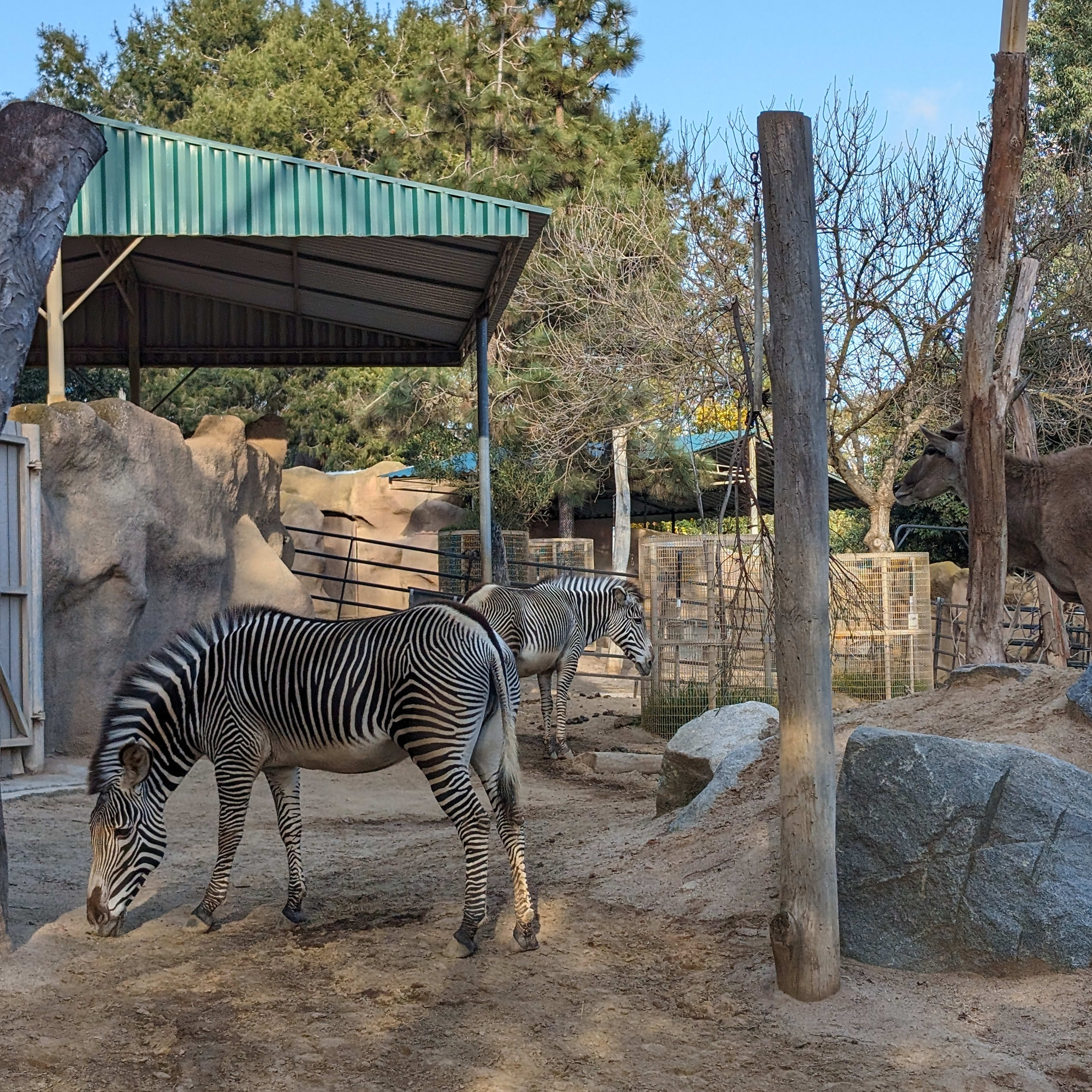 San Diego Zoo Annual Pass — Just $99 (Reg. $159) Per Person - Photo 7