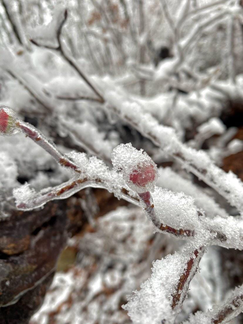 "Winter Arrival"" print