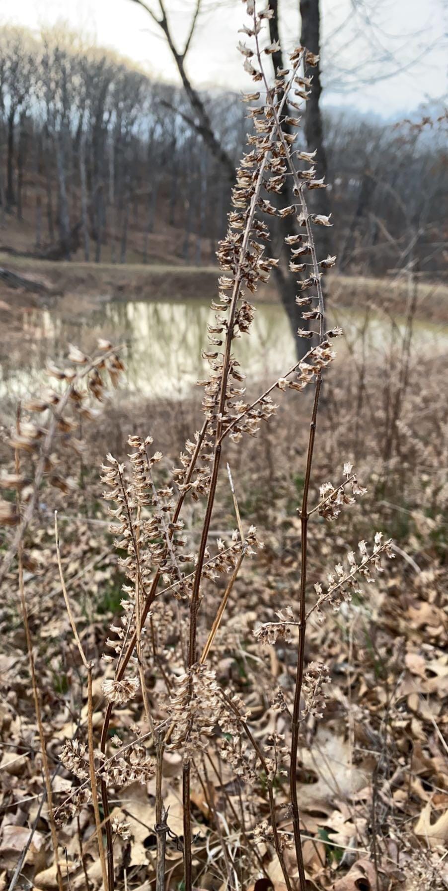 "Fall Sets-in By the Pond" print