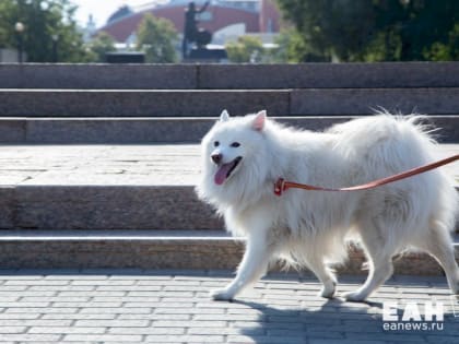 Мошенники собирают с челябинских собачников деньги на ветеринарные препараты