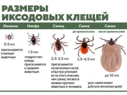 Погода благоприятствует активности клещей