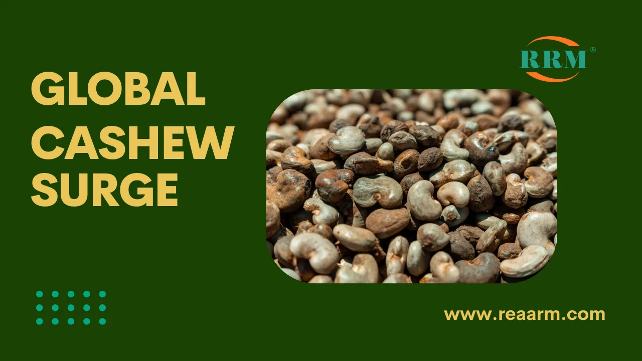 The Global Cashew Surge Who is Cashing In