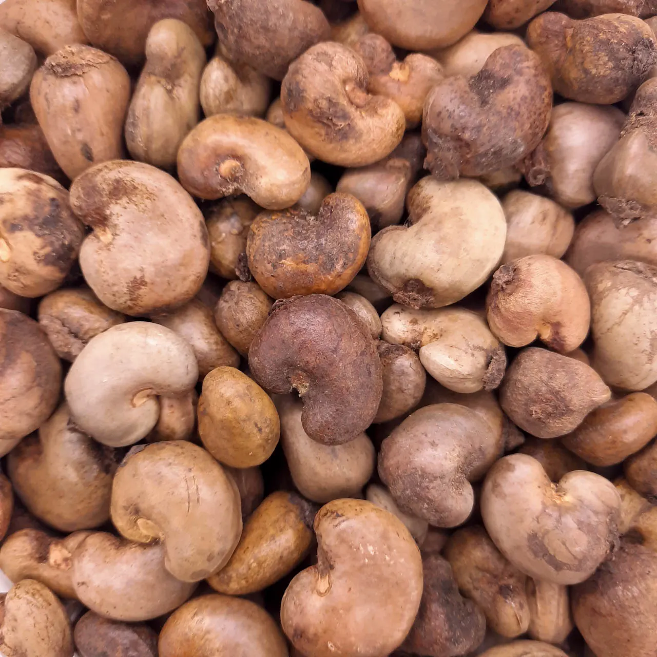 Raw Cashew Nuts