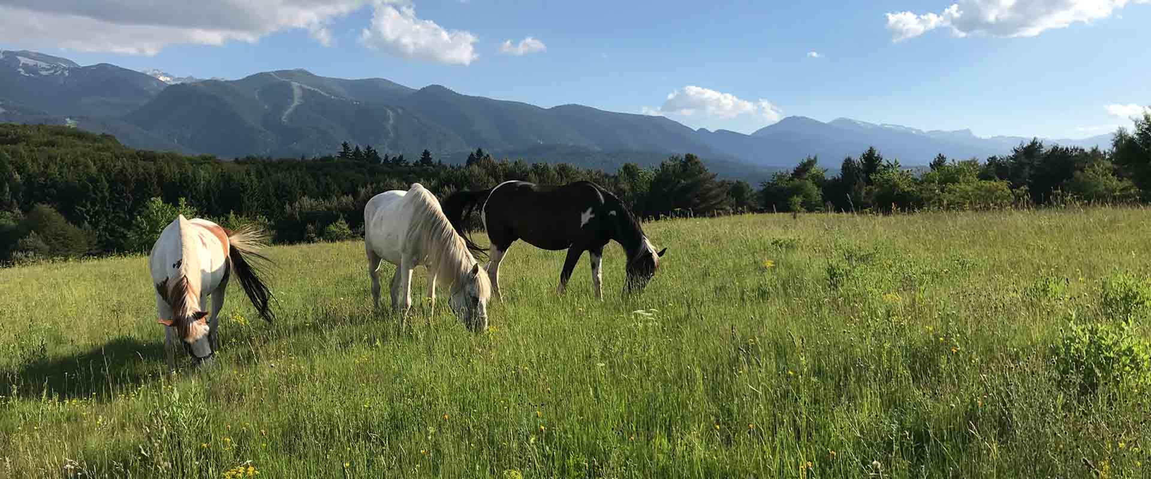 Езда Боровец / Horse Riding Borovets 1