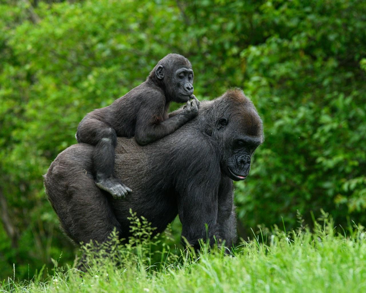 Gorilla Trekking in Bwindi