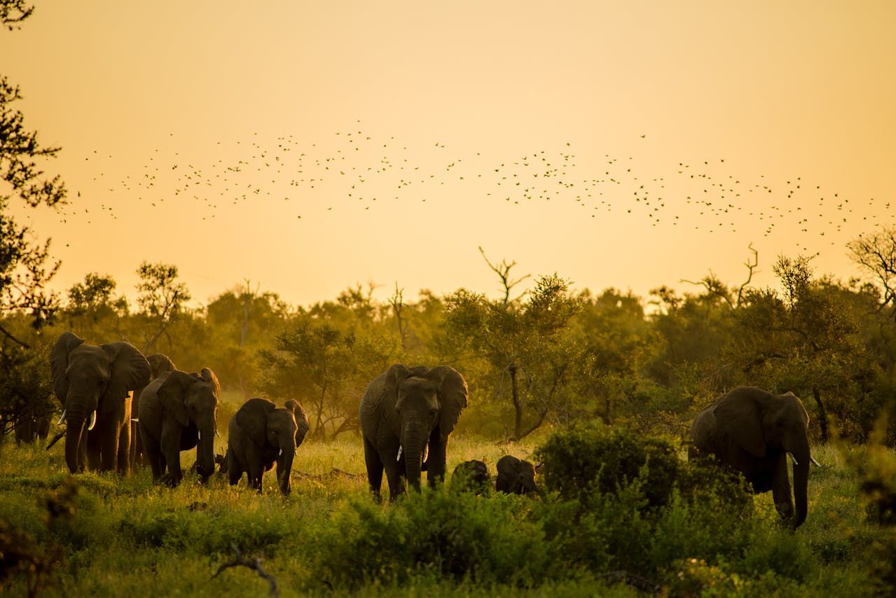 Queen Elizabeth Wildlife Safari