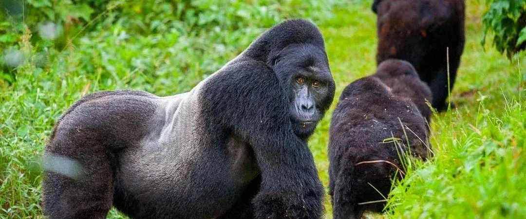 Gorilla Trekking Experience