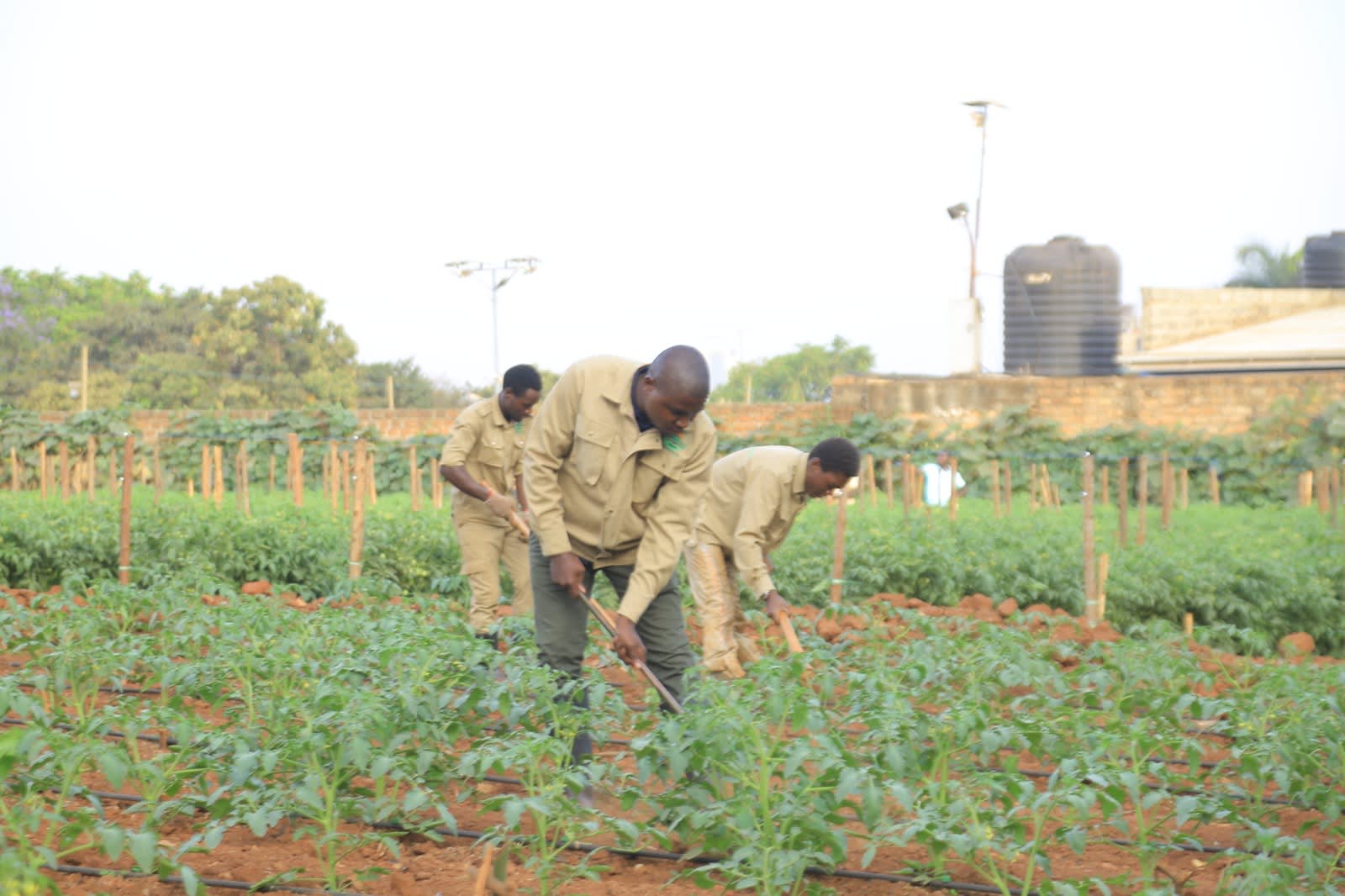 Aerial view of organic farm