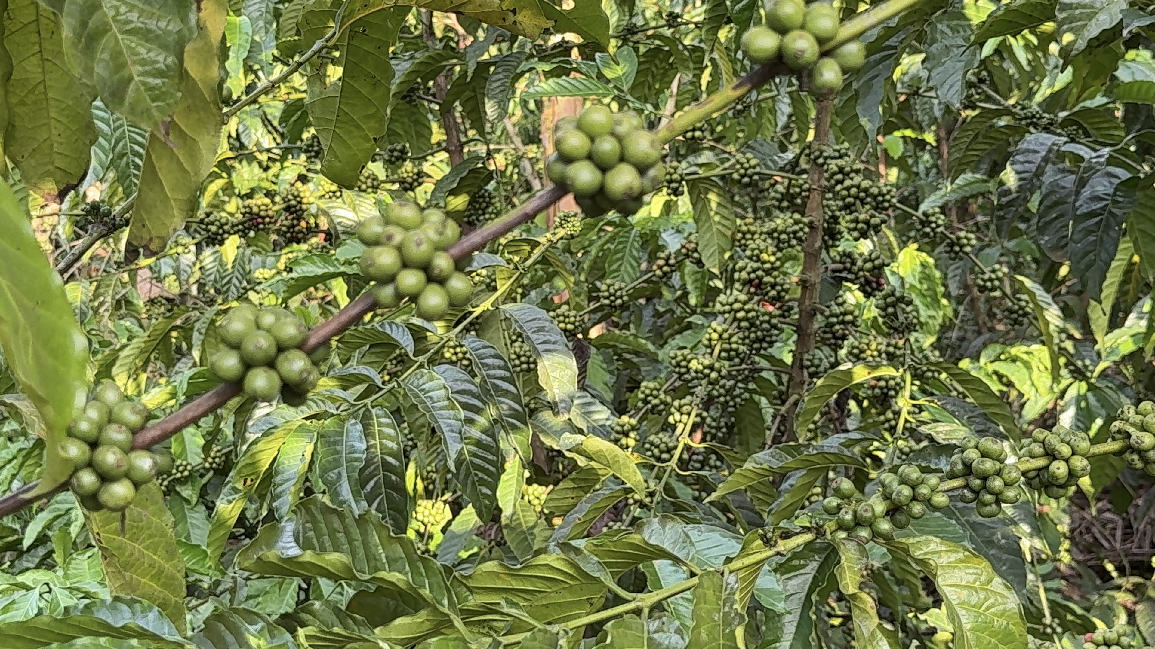 Rich Ugandan coffee beans freshly harvested