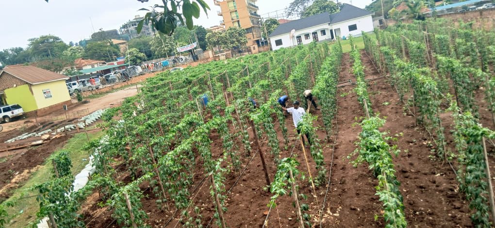 Ugandan farmers working together in cooperative