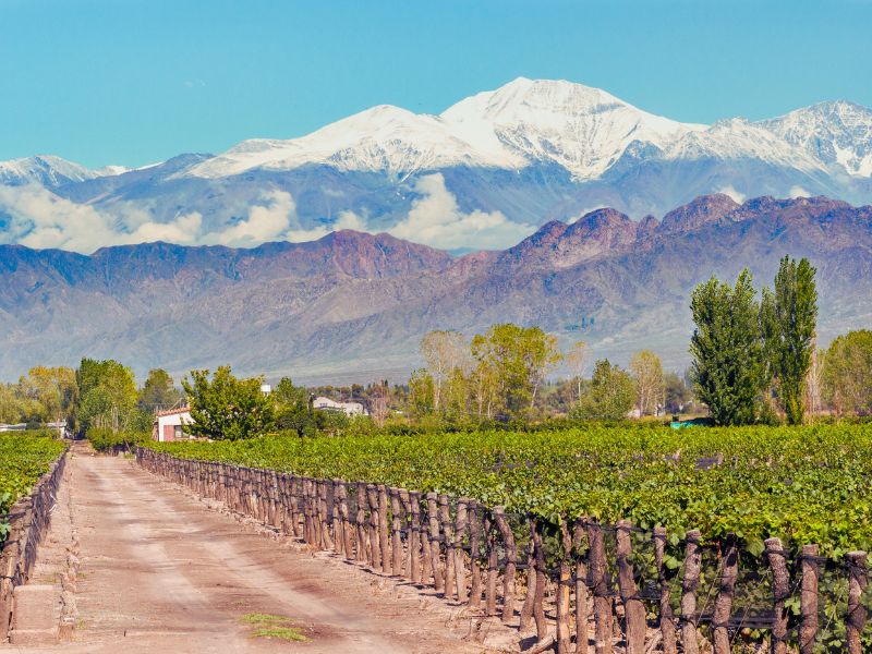 Mendoza wine region with endless vineyards stretching toward the Andes Mountains, Argentina's premier wine destination offering luxury tastings and culinary experiences