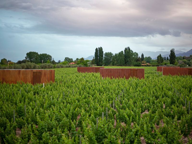 Olive Oil Farms