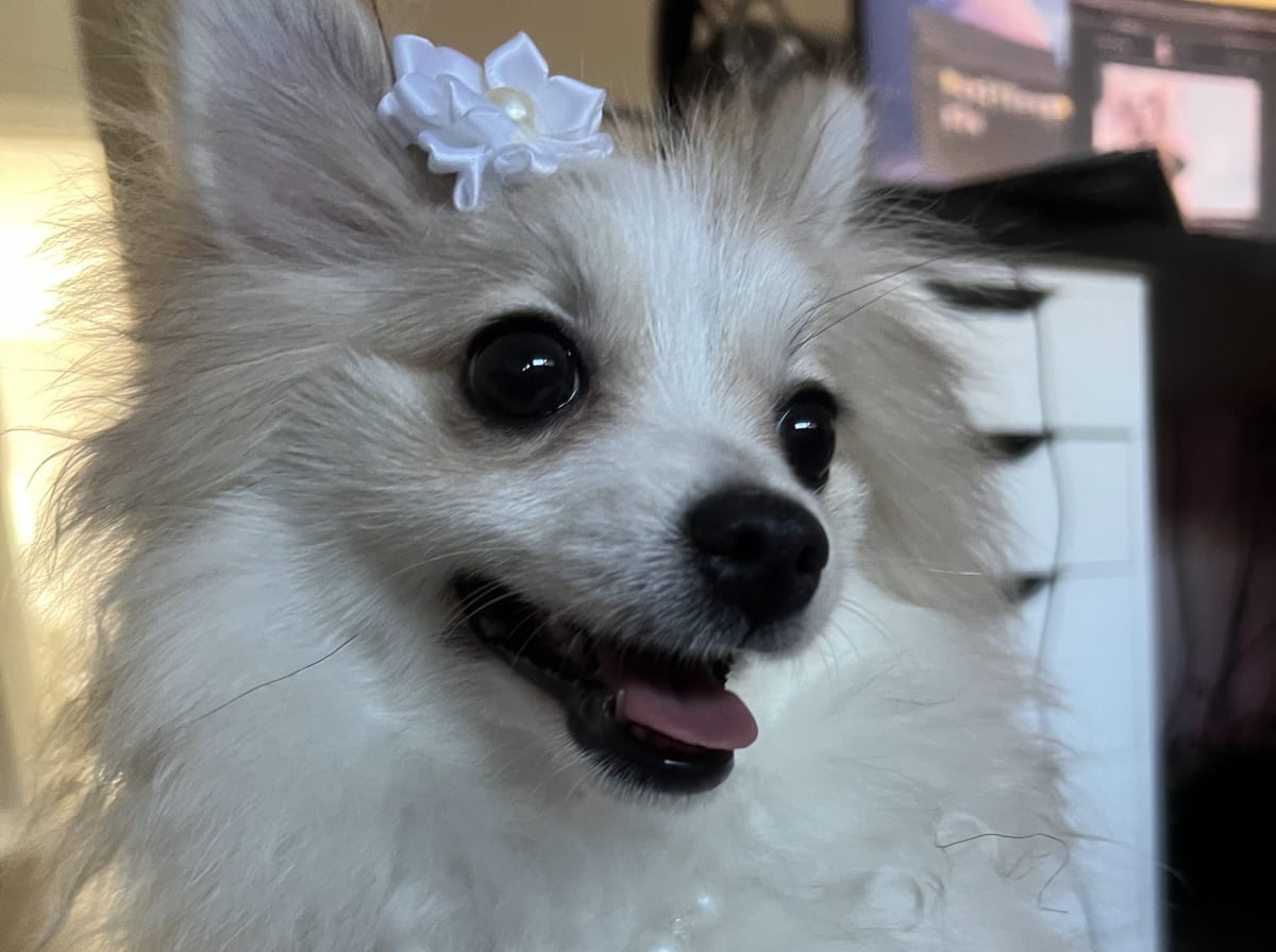 Female Pomeranian in London, Kentucky, photo 5