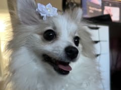 Female Pomeranian in London, Kentucky, photo 5