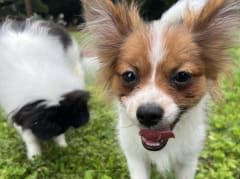 Female Pomeranian in London, Kentucky, photo 2