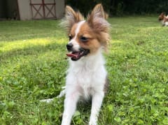 Female Pomeranian in London, Kentucky