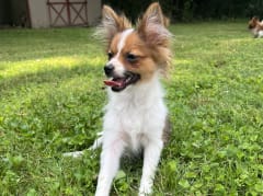 Female Pomeranian in London, Kentucky, photo 8
