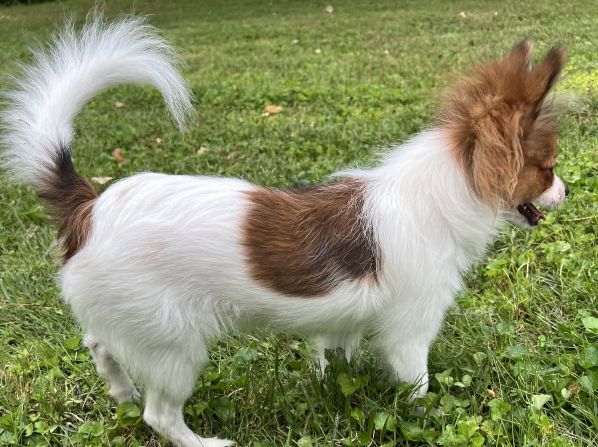 Female Pomeranian in London, Kentucky, photo 7