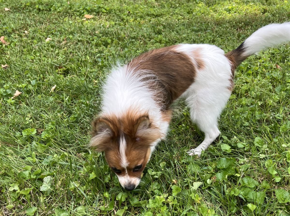 Female Pomeranian in London, Kentucky, photo 6