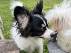 Male Papillon in London, Kentucky